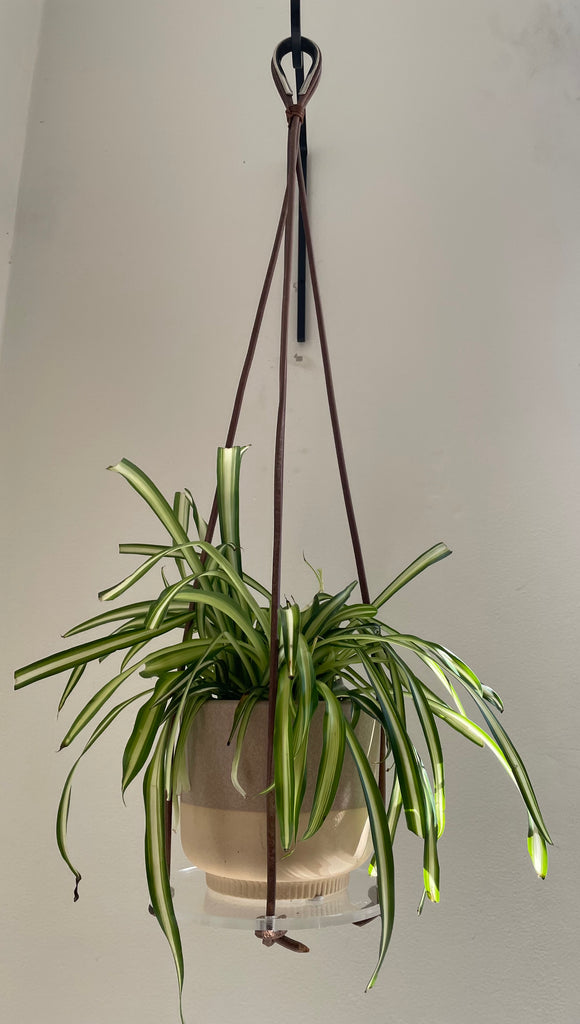 spider plant holder Plant holder acrylic & leather