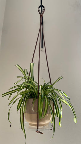 Plant holder acrylic & leather